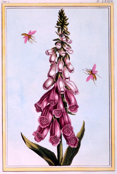 Digitale pourpre, illustration de 